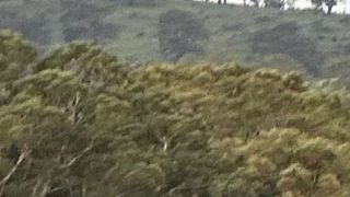 Barossa Wildlife und Weintour 