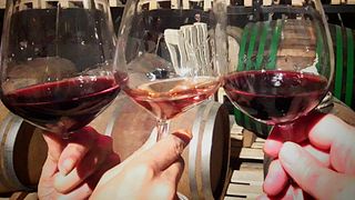 Weinprobe und Führung bei Uou Konzorcij Zapuščenih Vinogradov