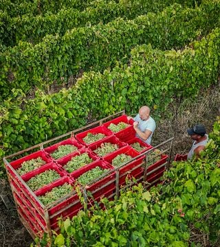 Itinéraire de dégustation | Gaffino - Vignobles et Cave