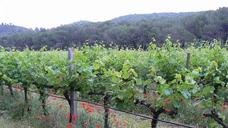 Dégustation et visite de vins au Château Bas