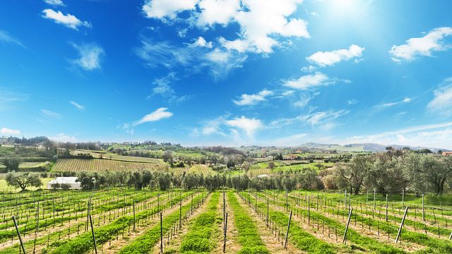 Fattoria Enzo Carmignani di Elena Carmignani