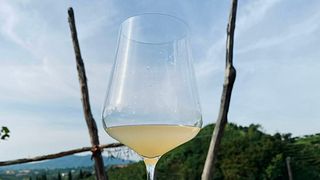 Dégustation de vins et visite à l'Azienda Agricola Follador Francesco