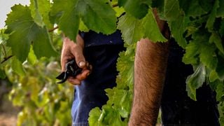 Ruta entre Viñedos y Cata en Vinicola De Nulles