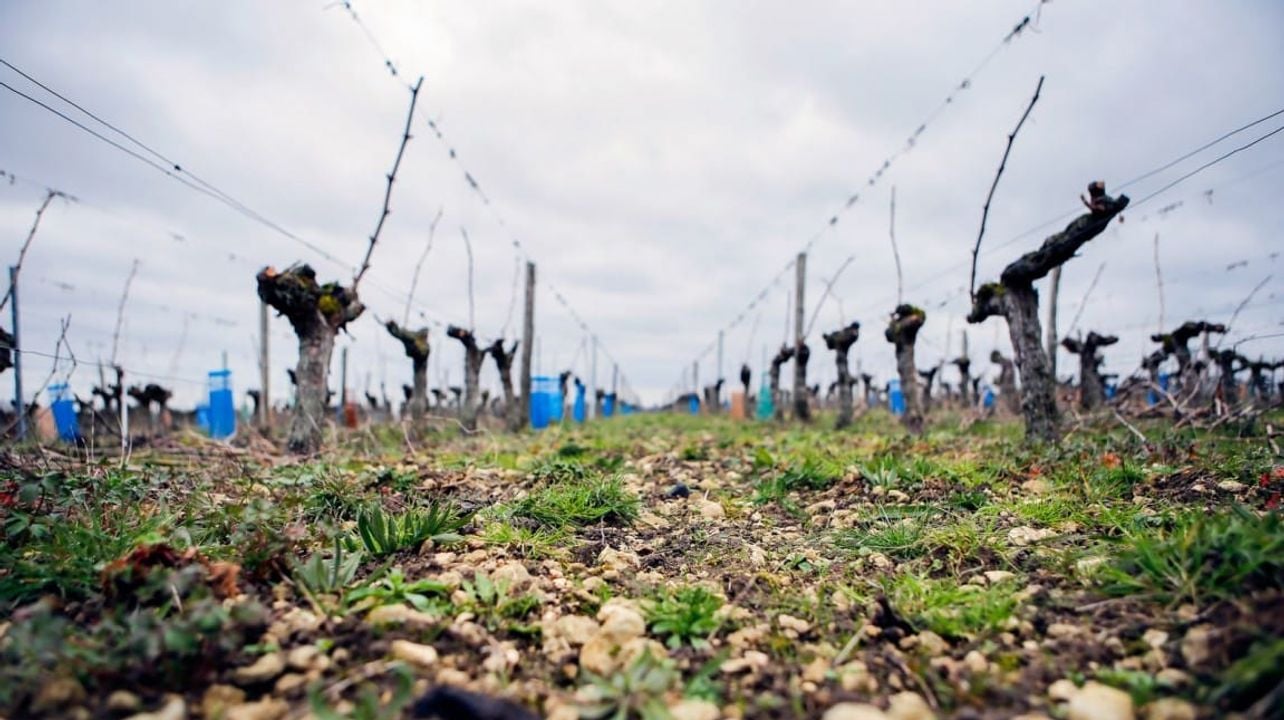 Degustazione di champagne, abbinamento di formaggi e tour allo Champagne J. de Telmont