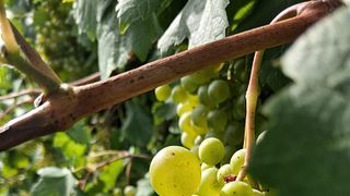 Cata de vinos premium y visita guiada en Moretvini