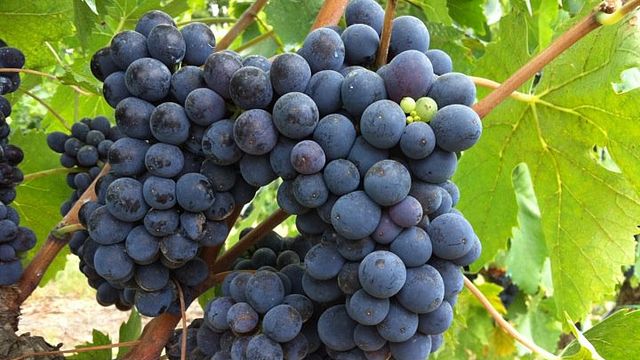 Tuscan Wine & Olive Tour at Quercialuce