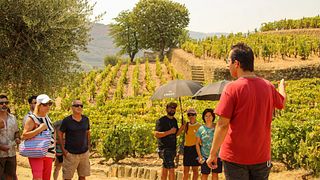 Visite des vignobles de la vallée du Douro - 2 caves, dégustations, croisière fluviale et déjeuner