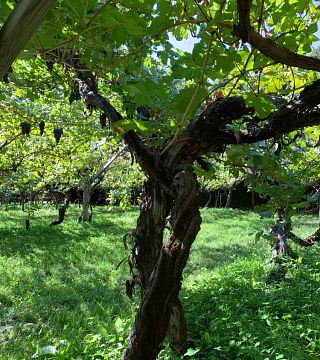 Heiner. Winery