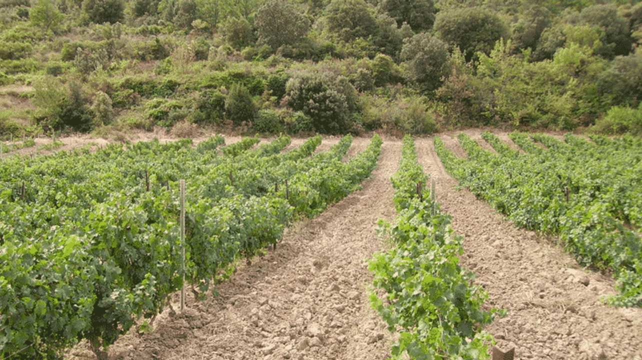 Domaine Chaluleau Pons