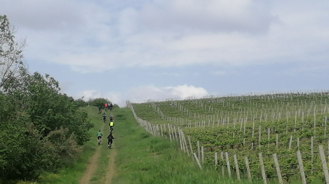 Descubra el vino Bianchello Incrocio Bruni y las Tierras de Raffaello Sanzio