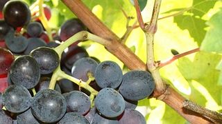 Degustazione di vini premium al Domaine Thill