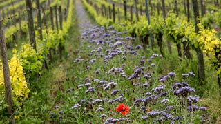 Private Franciacorta Wine Tour: Premium Wineries, Meal, Tastings