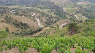 Entdecken Sie den Charme des Priorats bei einer Weinverkostungstour im Celler Crivellé i Valls