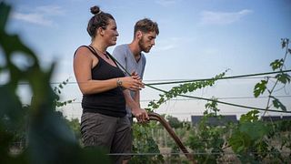 Domaine des Roches Neuves