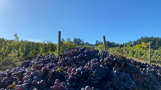 Cata de vinos y visita a la Bodega Pardis