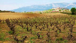 Dégustation de vins et visite des caves Bodegas Landaluce