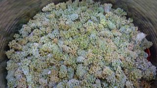 Weinprobe und Tour bei Bodegas Basilio Izquierdo