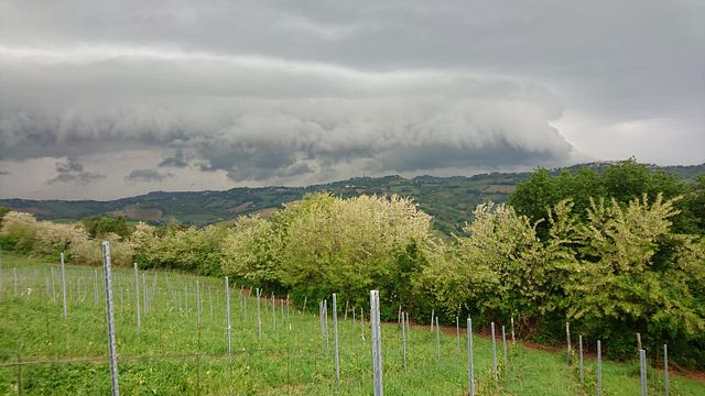 Vigna Della Cava