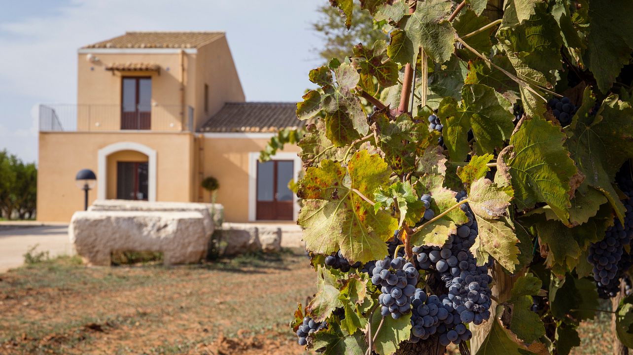 Santa Tresa & Cortese: Organic Wineries in Sicily