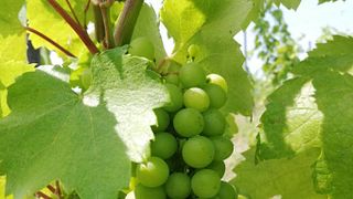 Upper Hungary Wine Journey at Karádi-Berger