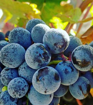 Bodegas Alutiz
