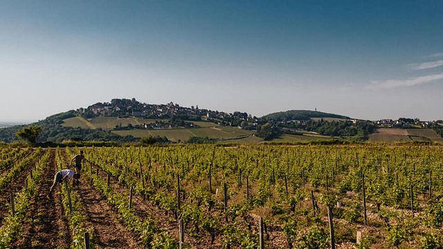 Domaine Pierre Riffault