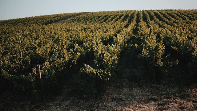 Degustazione di vini e pranzo/cena presso il vigneto Kairos