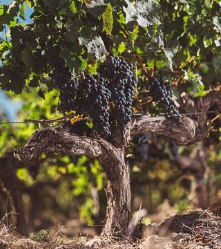 Visita del Maestro de Bodega con Degustación en el Château Laffitte Carcasset