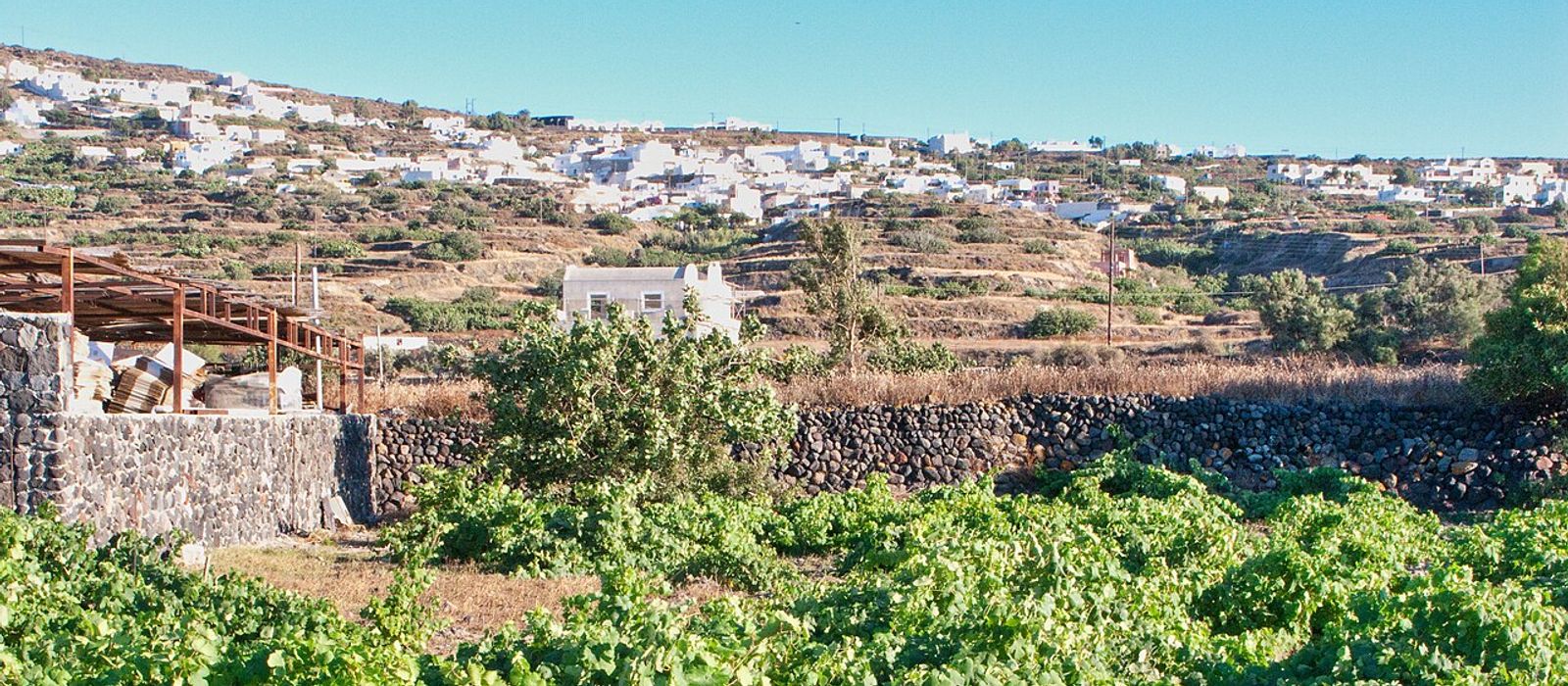 Santorini Wine Harvest Festival