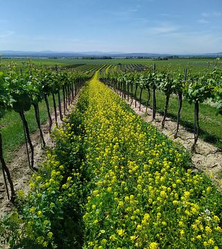 Weingut Paul D