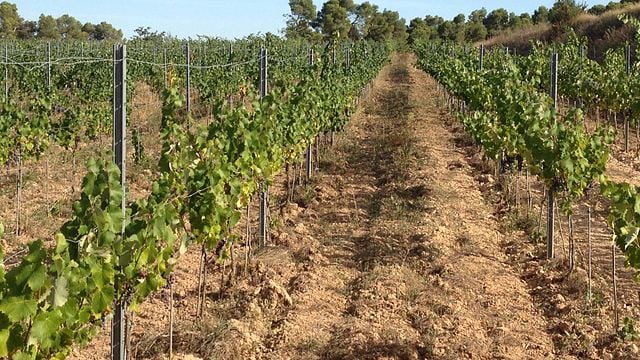 Celler Mas de la Creu