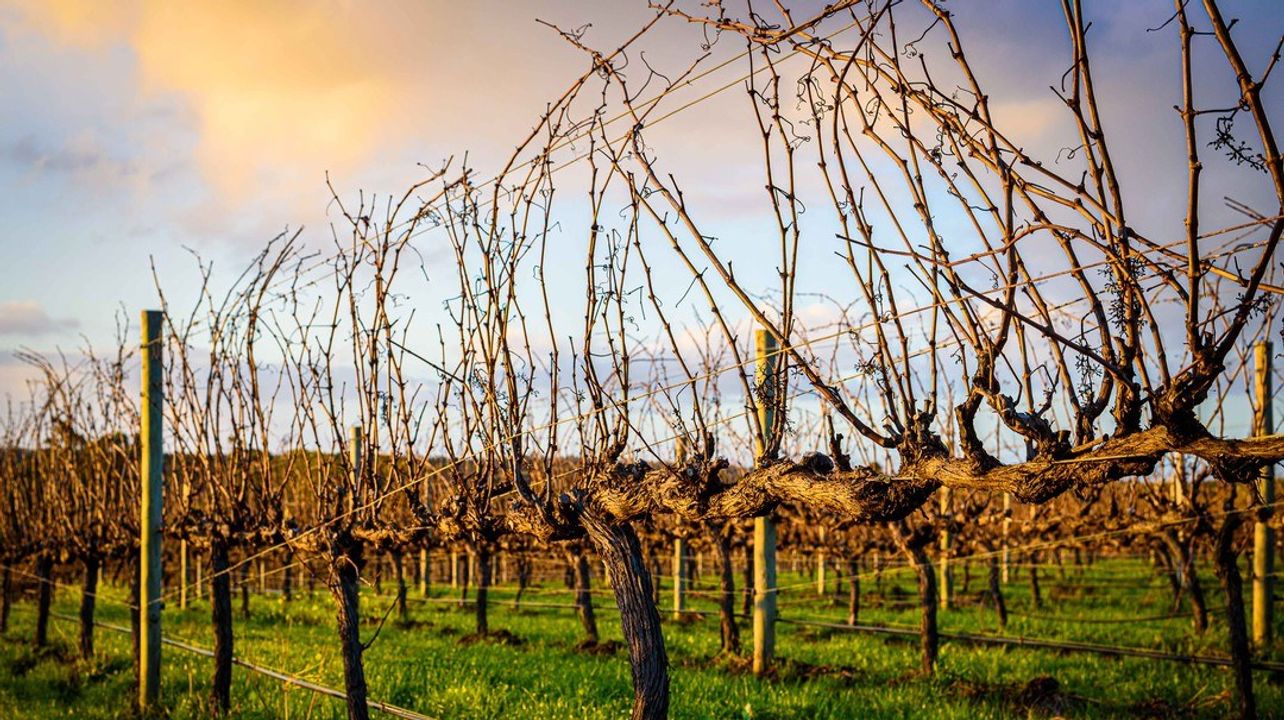 McHenry Hohnen Winery