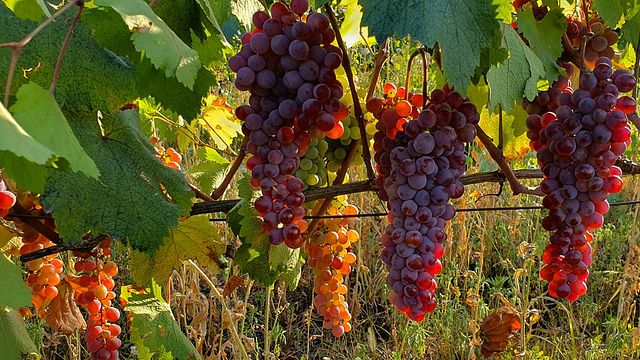 Weinprobe und Tour bei Lekso's Marani
