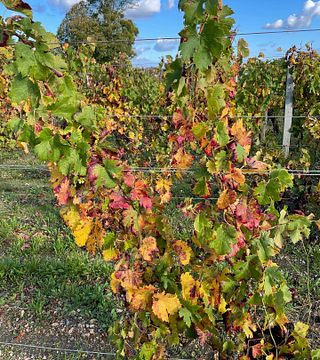 Dégustation et visite de vins au Château Bourseau