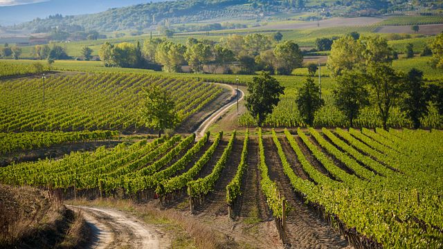 Wine Tasting in Montlacino: The Universe of Roberto Cipresso