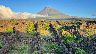 Azores Wine Company