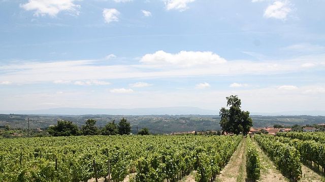 Premium Private Dão Tour: Besuchen Sie 2 Weingüter mit Weinproben, Mittagessen und Käseverkostung