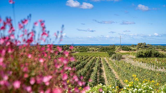 Découvrez les vins de Sardaigne à la Cantina Li Duni : 3 vins aux saveurs locales
