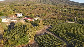 Vinprovning och lunch på Tenuta Le Lune del Vesuvio
