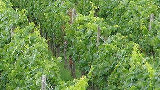 Weinprobe und Führung im Weingut Jens Christmann