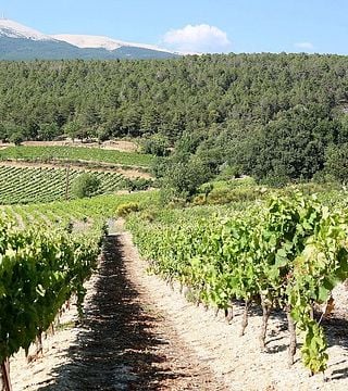 Vignerons du Mont Ventoux