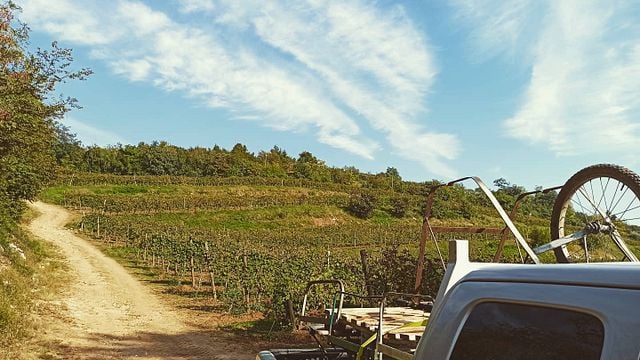 Degustação de vinhos e tour em Boscaini Carlo