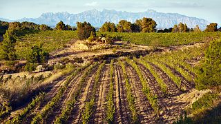 Circolo chiuso di produzione di vini frizzanti e tranquilli vicino alla città di Barcellona
