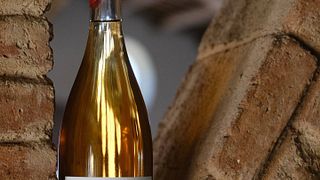 Tasting and Visit to the Wine Cathedral of Vinicola De Nulles