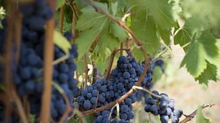 Enjoy Tuscan Wines on a Peaceful Nature Walk