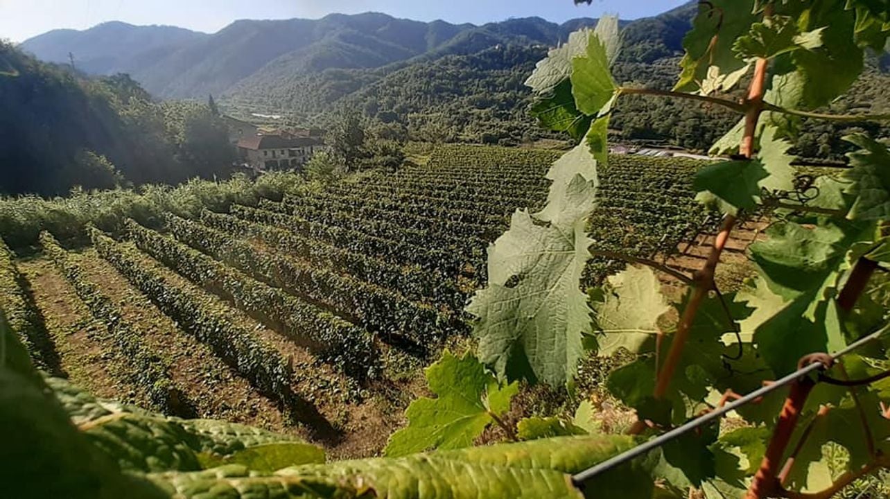 Bio Vio Winery