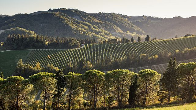 Foraggiamento di erbe e fiori spontanei vegetali presso Pandolfa Noelia Ricci