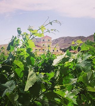 Degustazione di vini e tour a Viñedos y Bodegas Asensio Carcelén