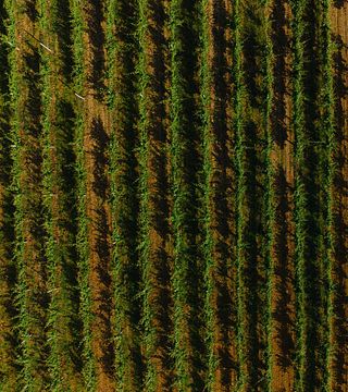 Dégustation de vins et promenade dans les vignobles fascinants de la cave La Piana - 6 vins