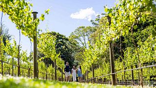 Mount Tamborine Winery Tour med gourmetlunch + Hop on Hop Off eftermiddag